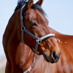 Pferd
